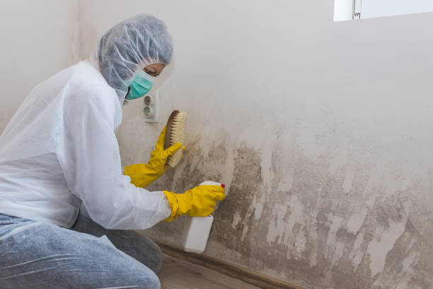 Office Mold Removal Services in Draper, UT