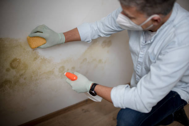 Best Fast Mold Removal  in Draper, UT