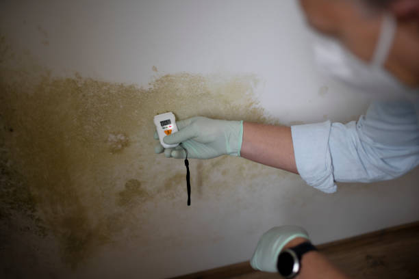 Attic Mold Removal in Draper, UT