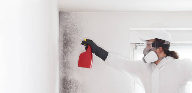 Mold Testing and Removal in Draper, UT