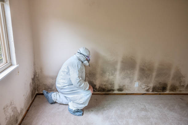 Best Mold Damage Repair  in Draper, UT