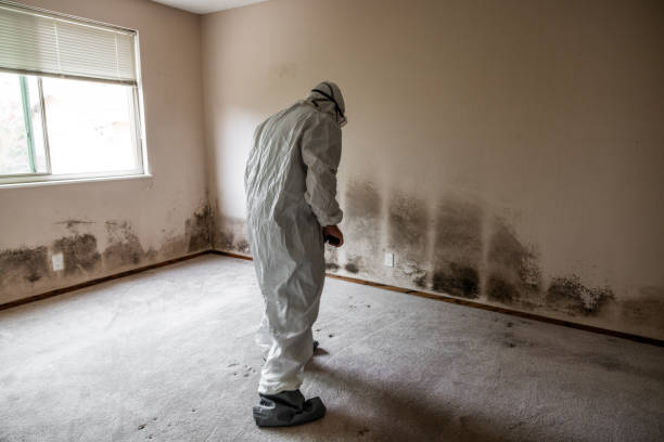 Best Mold Remediation  in Draper, UT