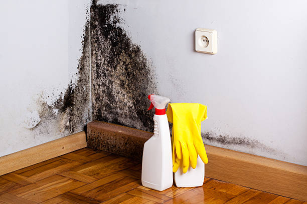 Best Same-Day Mold Removal  in Draper, UT