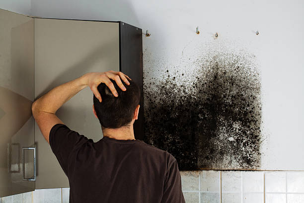 Best Best Mold Removal Companies  in Draper, UT