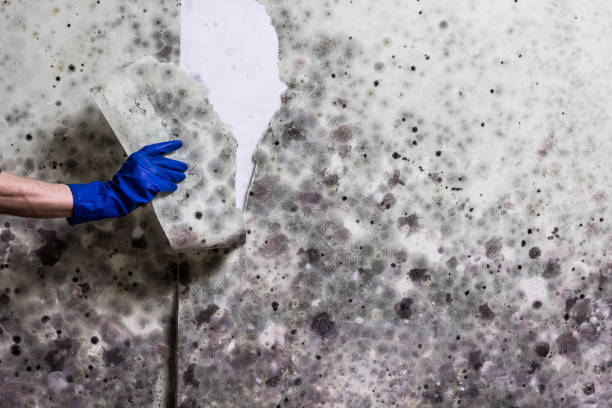 Best Attic Mold Removal  in Draper, UT