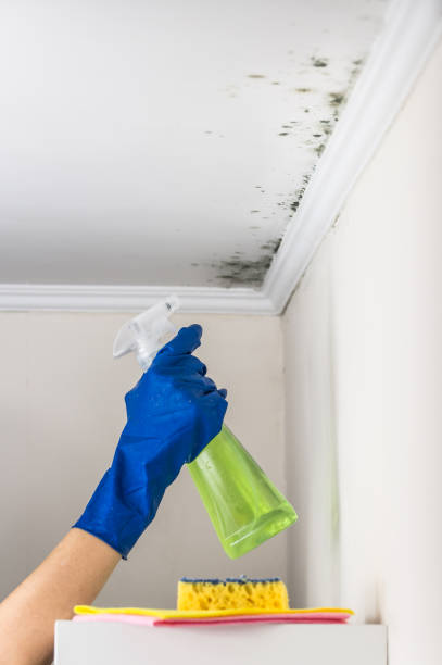 Best Local Mold Removal Service  in Draper, UT