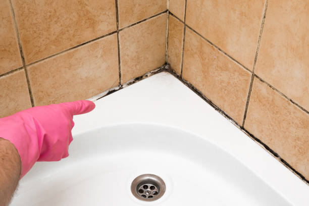 Best Professional Mold Removal  in Draper, UT